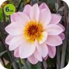 Dalia Dark Morning 6 sztuk